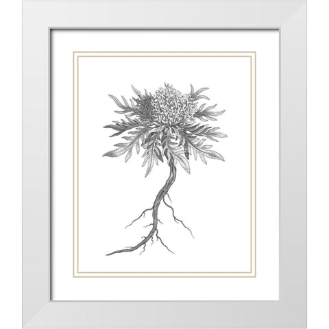 BAndW Plant Specimen III White Modern Wood Framed Art Print with Double Matting by Unknown
