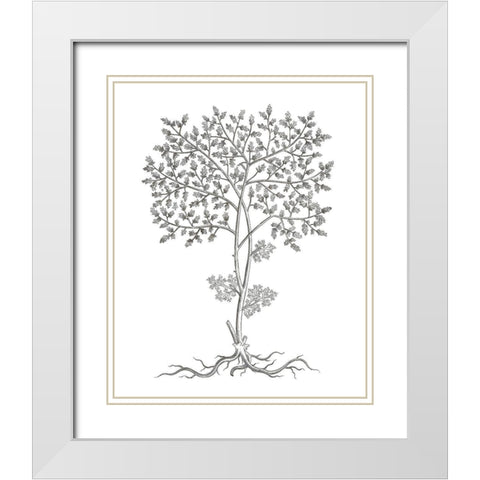 BAndW Plant Specimen IV White Modern Wood Framed Art Print with Double Matting by Unknown