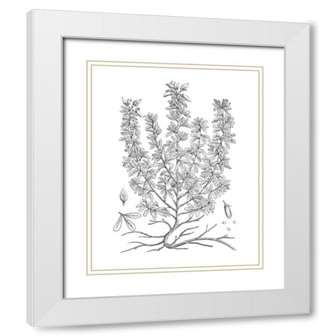 BAndW Plant Specimen V White Modern Wood Framed Art Print with Double Matting by Unknown