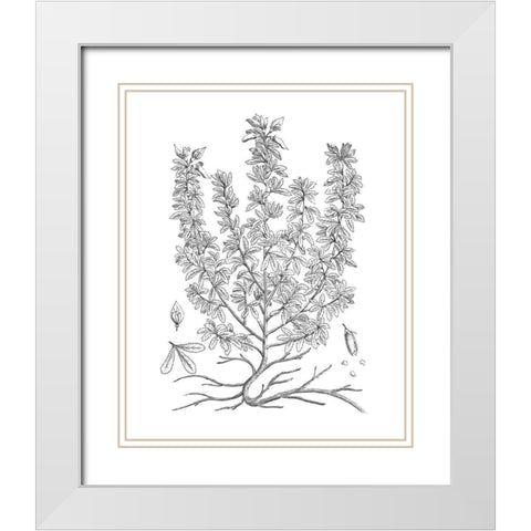 BAndW Plant Specimen V White Modern Wood Framed Art Print with Double Matting by Unknown