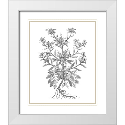 BAndW Plant Specimen VI White Modern Wood Framed Art Print with Double Matting by Unknown