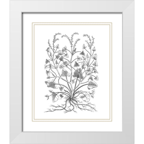 BAndW Plant Specimen VIII White Modern Wood Framed Art Print with Double Matting by Unknown