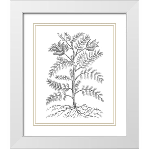 BAndW Plant Specimen IX White Modern Wood Framed Art Print with Double Matting by Unknown