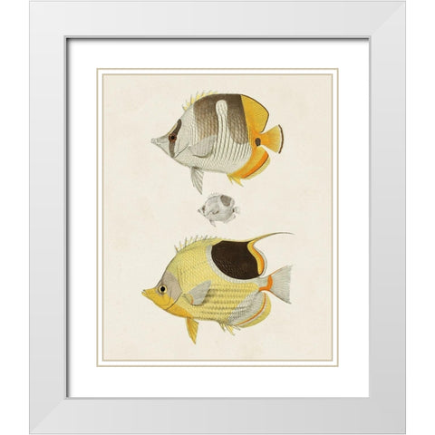 Yellow And Grey Fish II White Modern Wood Framed Art Print with Double Matting by Unknown