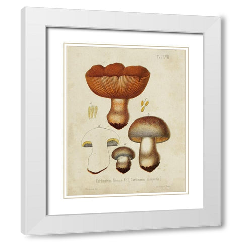 Mushroom Varieties I White Modern Wood Framed Art Print with Double Matting by Unknown