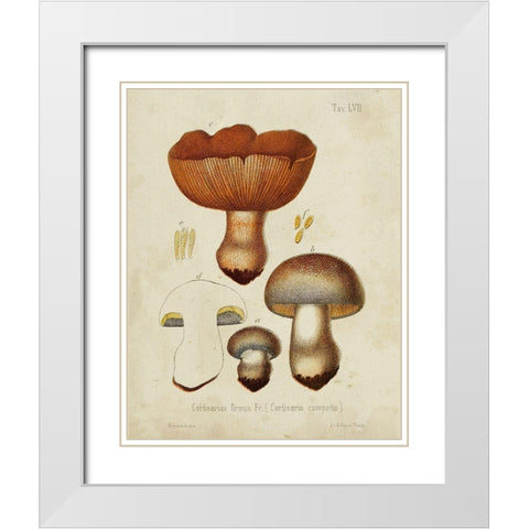 Mushroom Varieties I White Modern Wood Framed Art Print with Double Matting by Unknown