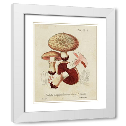 Mushroom Varieties II White Modern Wood Framed Art Print with Double Matting by Unknown