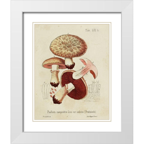 Mushroom Varieties II White Modern Wood Framed Art Print with Double Matting by Unknown