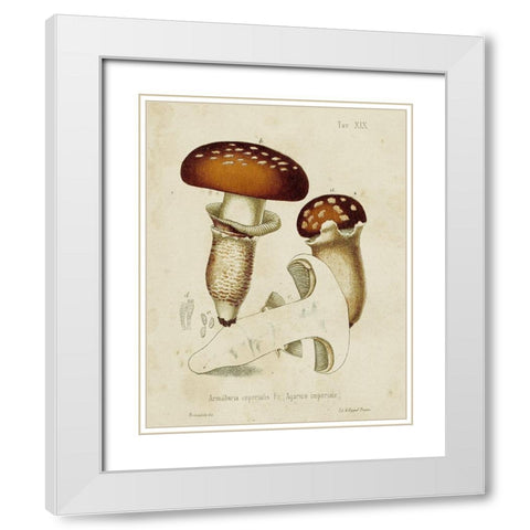 Mushroom Varieties III White Modern Wood Framed Art Print with Double Matting by Unknown