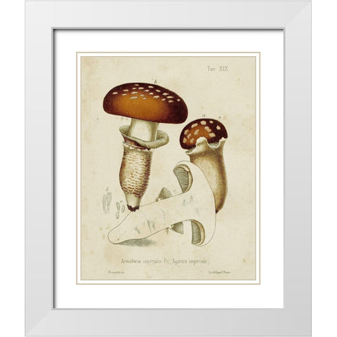 Mushroom Varieties III White Modern Wood Framed Art Print with Double Matting by Unknown