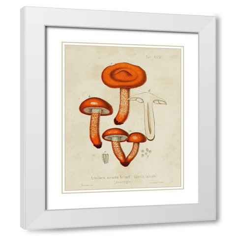 Mushroom Varieties IV White Modern Wood Framed Art Print with Double Matting by Unknown