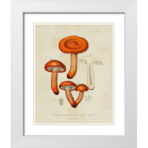 Mushroom Varieties IV White Modern Wood Framed Art Print with Double Matting by Unknown