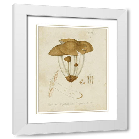 Mushroom Varieties V White Modern Wood Framed Art Print with Double Matting by Unknown