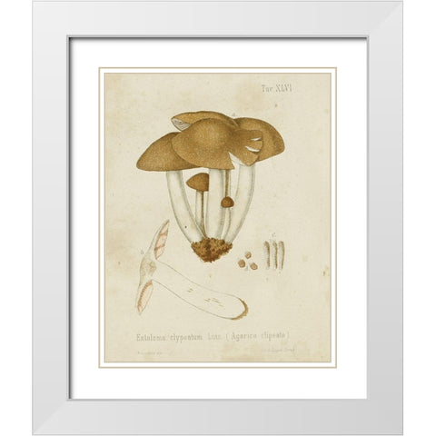 Mushroom Varieties V White Modern Wood Framed Art Print with Double Matting by Unknown