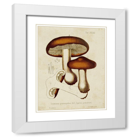 Mushroom Varieties VI White Modern Wood Framed Art Print with Double Matting by Unknown