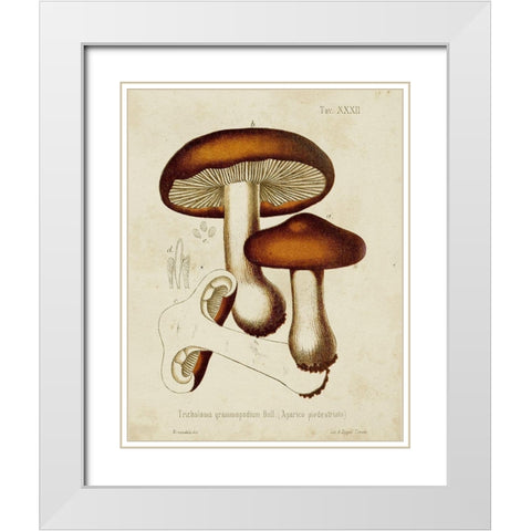 Mushroom Varieties VI White Modern Wood Framed Art Print with Double Matting by Unknown