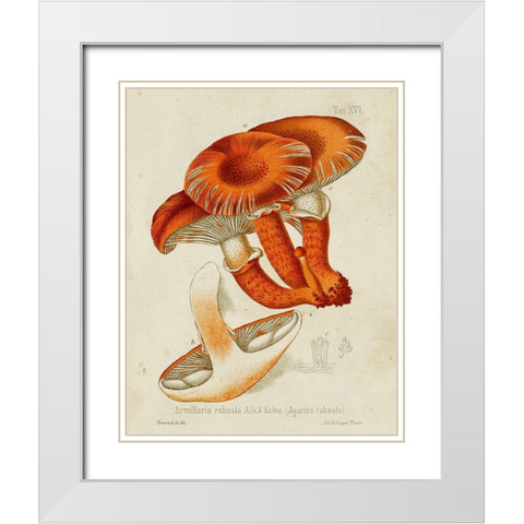Mushroom Varieties VII White Modern Wood Framed Art Print with Double Matting by Unknown