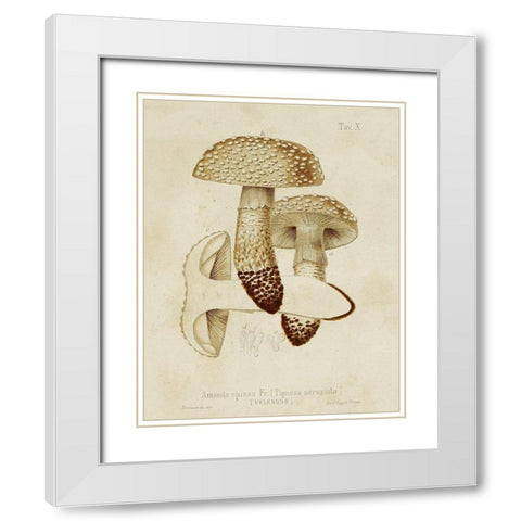 Mushroom Varieties VIII White Modern Wood Framed Art Print with Double Matting by Unknown