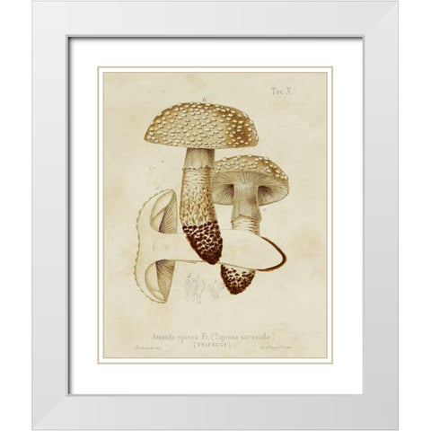 Mushroom Varieties VIII White Modern Wood Framed Art Print with Double Matting by Unknown