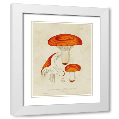 Mushroom Varieties IX White Modern Wood Framed Art Print with Double Matting by Unknown