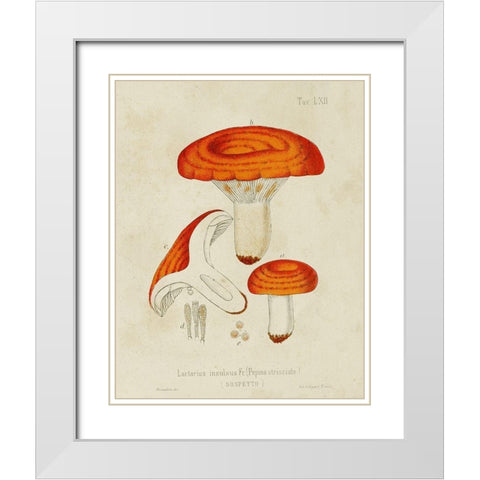 Mushroom Varieties IX White Modern Wood Framed Art Print with Double Matting by Unknown