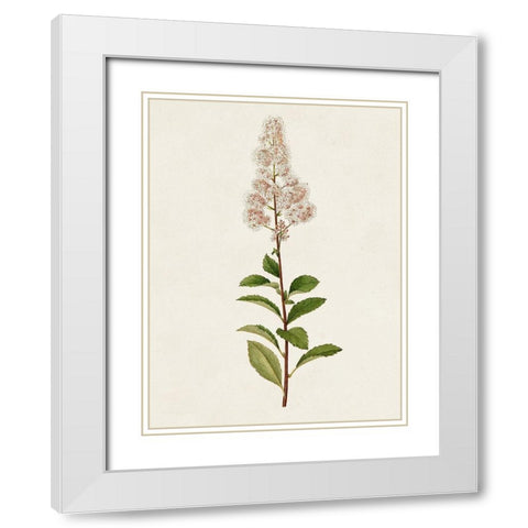 Mauve Garden Flowers II White Modern Wood Framed Art Print with Double Matting by Unknown