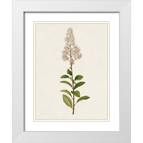Mauve Garden Flowers II White Modern Wood Framed Art Print with Double Matting by Unknown