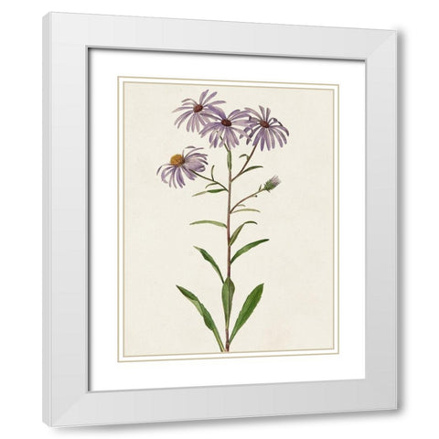 Mauve Garden Flowers III White Modern Wood Framed Art Print with Double Matting by Unknown