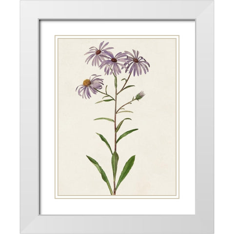Mauve Garden Flowers III White Modern Wood Framed Art Print with Double Matting by Unknown