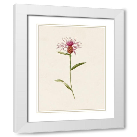 Mauve Garden Flowers VI White Modern Wood Framed Art Print with Double Matting by Unknown
