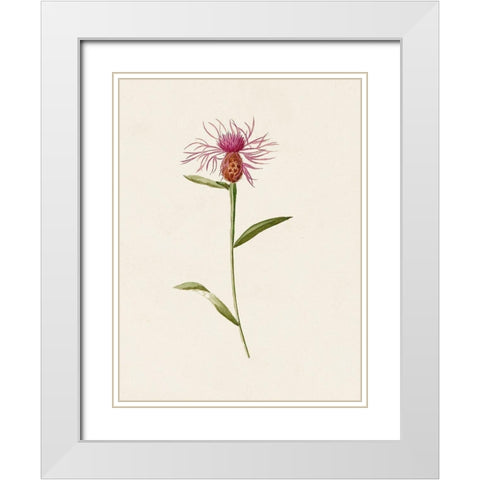 Mauve Garden Flowers VI White Modern Wood Framed Art Print with Double Matting by Unknown