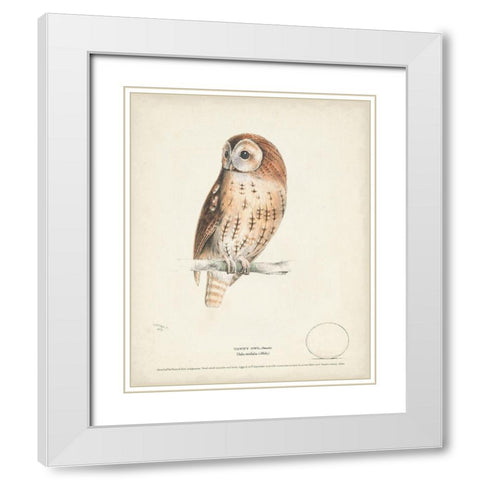 Tawny Owl White Modern Wood Framed Art Print with Double Matting by Meyer, H.L.