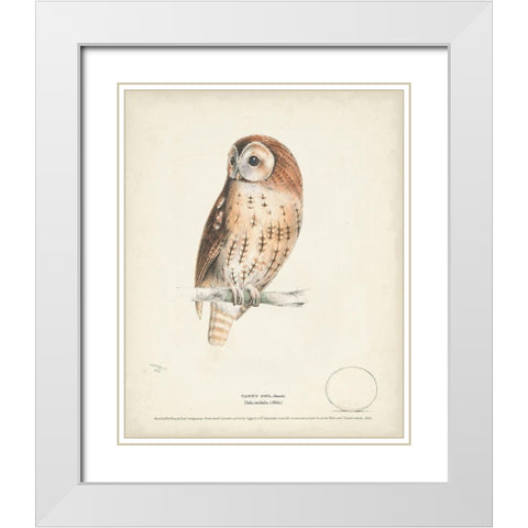 Tawny Owl White Modern Wood Framed Art Print with Double Matting by Meyer, H.L.
