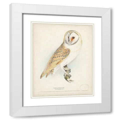 Barn Owl White Modern Wood Framed Art Print with Double Matting by Meyer, H.L.