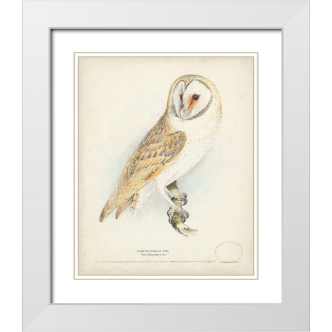 Barn Owl White Modern Wood Framed Art Print with Double Matting by Meyer, H.L.