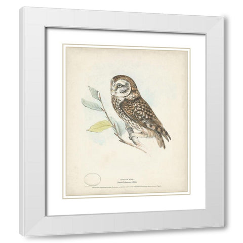 Little Owl White Modern Wood Framed Art Print with Double Matting by Meyer, H.L.