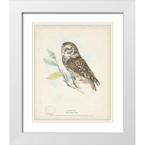 Little Owl White Modern Wood Framed Art Print with Double Matting by Meyer, H.L.