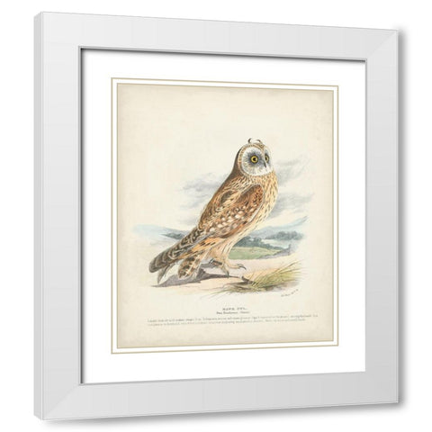 Hawk Owl White Modern Wood Framed Art Print with Double Matting by Meyer, H.L.