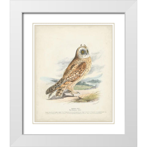 Hawk Owl White Modern Wood Framed Art Print with Double Matting by Meyer, H.L.