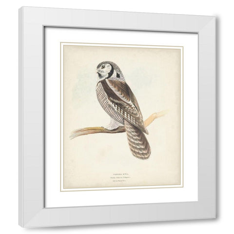 Canada Owl White Modern Wood Framed Art Print with Double Matting by Meyer, H.L.
