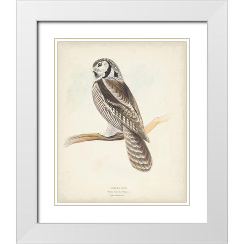 Canada Owl White Modern Wood Framed Art Print with Double Matting by Meyer, H.L.