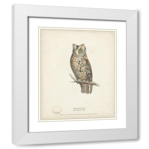 Scops- Eared Owl White Modern Wood Framed Art Print with Double Matting by Meyer, H.L.