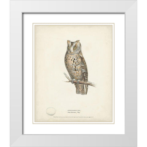 Scops- Eared Owl White Modern Wood Framed Art Print with Double Matting by Meyer, H.L.