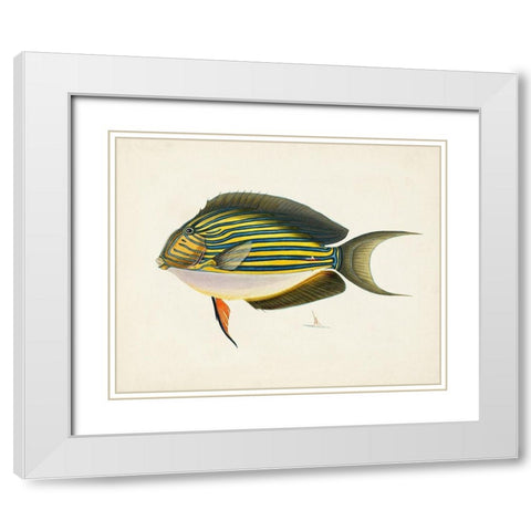 Tropical Fish Collection I White Modern Wood Framed Art Print with Double Matting by Unknown