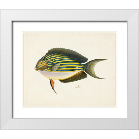 Tropical Fish Collection I White Modern Wood Framed Art Print with Double Matting by Unknown
