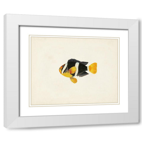 Tropical Fish Collection II White Modern Wood Framed Art Print with Double Matting by Unknown