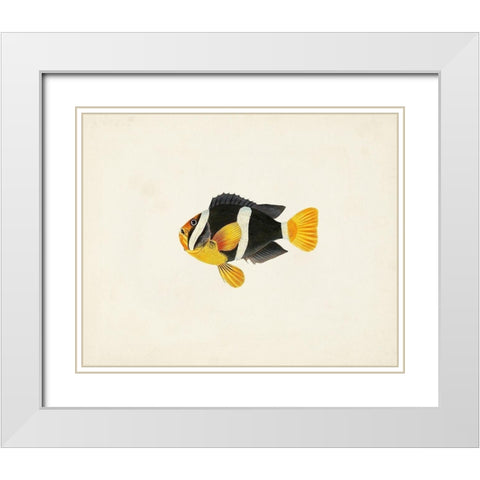 Tropical Fish Collection II White Modern Wood Framed Art Print with Double Matting by Unknown
