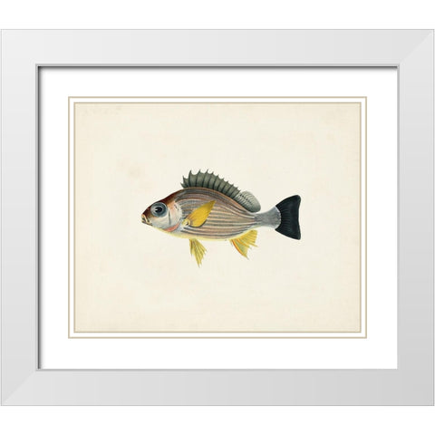 Tropical Fish Collection III White Modern Wood Framed Art Print with Double Matting by Unknown