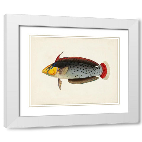 Tropical Fish Collection IV White Modern Wood Framed Art Print with Double Matting by Unknown