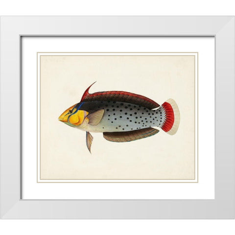 Tropical Fish Collection IV White Modern Wood Framed Art Print with Double Matting by Unknown